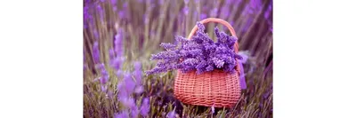 Искусственное растение лаванды Flower 599337 – купить по цене 1 690 ₽ в  Москве в интернет-магазине ogogo.ru