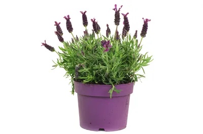 Лаванда (Lavandula). Купить в Киеве лаванду в горшке. Доставка по Украине.  Флора Лайф, интернет-магазин растений