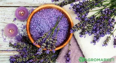 Лаванда – красивое растение,... - KORA phyto design | Facebook