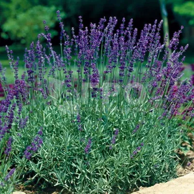 Полезные и лечебные свойства лаванды - Agro-Market