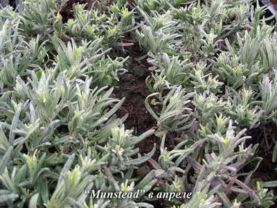 Лаванда узколистная (английская) Lavandula Angustifolia - «Как добиться  пышного цветения лаванды и повторного зацветания в этом же сезоне, что с  ней нужно делать при посадке и весной, и что нельзя делать осенью.