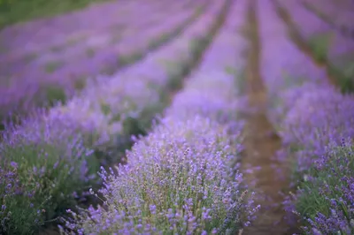 Лаванда узколистная (Lavandula angustifolia `Munstead Variety`) - Лаванда  узколистная - Многолетники - Каталог - LESKOVO-PITOMNIK.ru
