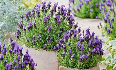 картинки : цветущее растение, Лаванда, Английская лаванда, пурпурный,  Lavandula Dentata, Фиолетовый, Общий мудрец, весна, Nepeta, Люпин,  Однолетнее растение, Подшерсток, Fernleaf lavender, Трава, Семья лососевых  и граната, Французская лаванда ...