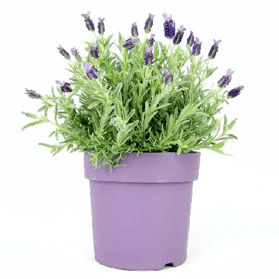 Искусственное растение \"Blumentag\" ATJ-26 Растение искусственное \"Лаванда\"  35 х пластик железо 1 шт. 01 купить за 5,80 р. в интернет-магазине Леонардо  Беларусь