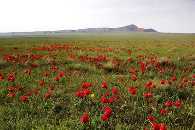 В астраханских и калмыцких степях зацвели тюльпаны - Астраханский листок