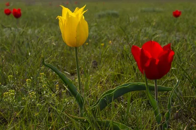 Массовое цветение диких тюльпанов началось в Астраханской области - кадры  из степи