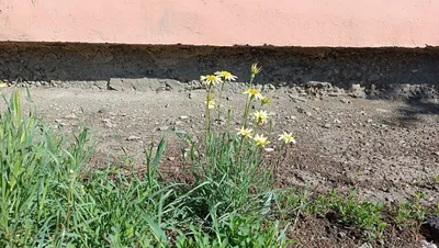 В Астраханской области началось цветение кактуса опунции - Астраханский  листок