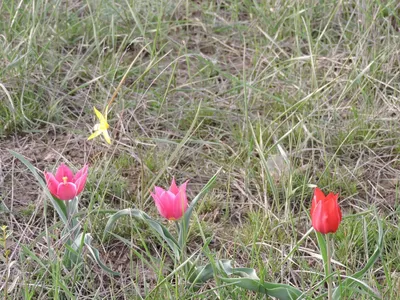Вальс цветов: как под Астраханью выращивают полный спектр растений и мини  лес | АРБУЗ