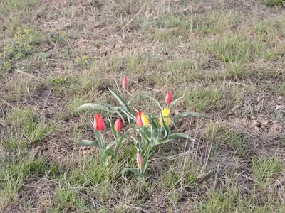 В Астраханской области началось цветение первых краснокнижных двуцветковых  тюльпанов | АРБУЗ