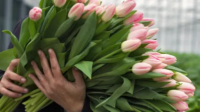 В Сочи зацвел редкий цветок-саксофон - 18 апреля, 2021 Все новости,  Общество «Кубань 24»