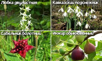 Непростые цветы – Коммерсантъ Краснодар