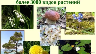 Опасные ядовитые растения Краснодарского края | ВКонтакте