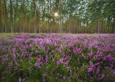 Растения Ленинградской области (54 фото) - 54 фото