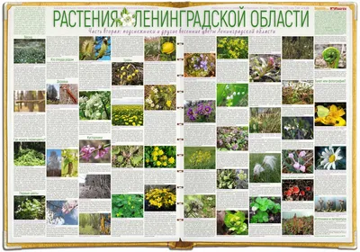 Растения и животные ленинградской области - 71 фото