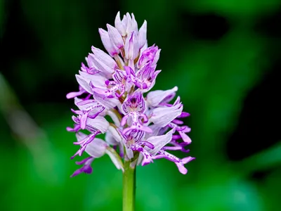 Фото: в Ленобласти зацвели редкие дикие орхидеи | 07.06.2023 | ЛенОбласть -  БезФормата