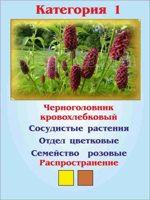 Лекарственные травы - одно из перспективных направлений фермерства - Союз  Фермеров Ленинградской области и Санкт-Петербурга