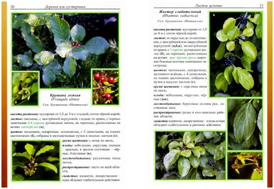 Калипсо (растение) — Википедия