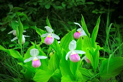 Растения цветущие в июне🌺🌼⚘. Обзор сада🏡 в Ленинградской области! |  Дачный квест | Дзен