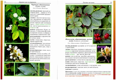 Атлас дикорастущих растений Ленинградской области Товарищество научных  изданий КМК 11113226 купить в интернет-магазине Wildberries