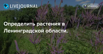 Растения для ландшафтного дизайна в Ленинградской области | Святовит