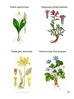 Растения Ленинградской области (54 фото) - 54 фото