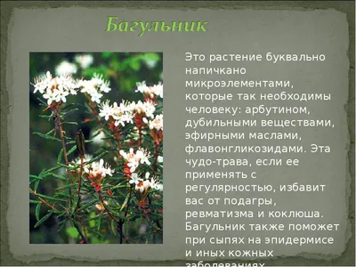 Какие растения нужно сажать на рассаду для сада-огорода в январе? (для Ленинградской  области)» — Яндекс Кью