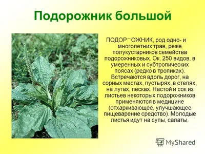 Помогите определить растение в Ленинградской области - Помогите определить  растение - GreenInfo.ru