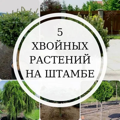 Штамбовые растения для сада | Экооборона Московской области