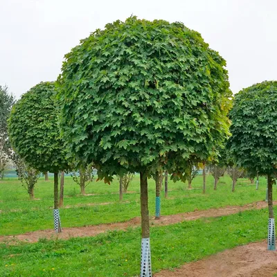 Падуб штамбовый, купить в Ростове, Ilex Stamm, заказать почтой, доставка,  деревья лиственные, экзотические растения, Растения формованные и бонсаи  Купить растения в Ростове-на-Дону, Интернет-магазин, питомник растений,  хвойные и лиственные, уличные ...