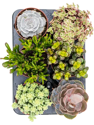 Купить Предметы декора / Искусственные растения и цветы / Суккуленты разных  видов в кашпо по выгодной цене в интернет-магазине OZON.ru (182949555)