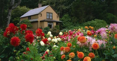 Неприхотливые и красивые цветы для палисадника у дома с описанием и фото.