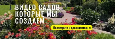 Из чего и как сделать живую изгородь на даче, список лучших растений для  живой изгороди - 15 июля 2022 - НГС.ру
