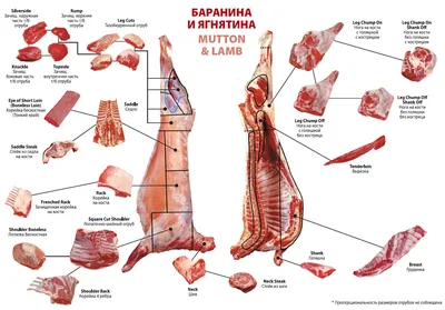 Лакомый кусочек: что означают номера мяса в... | Интересный контент в  группе «Секреты Еврейской Кухни Израиля»