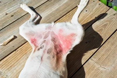 Аллергия у собак - симптомы, лечение, фото