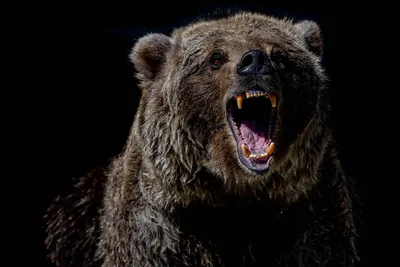Фото разъяренного медведя с отразившимся в глазах пламенем