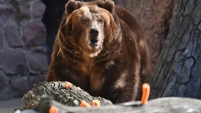 Изображение разъяренного медведя в формате webp