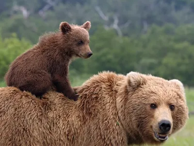 Разъяренный медведь: бесплатное скачивание jpg