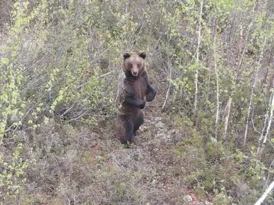 Медведь в ярости: фотография в хорошем качестве