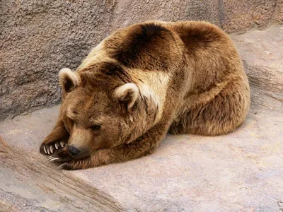 Разъяренный медведь в дикой природе - фотография
