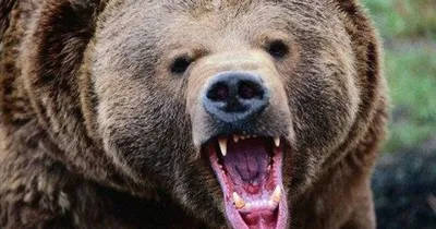 Страховой разъяренный медведь на фотографии