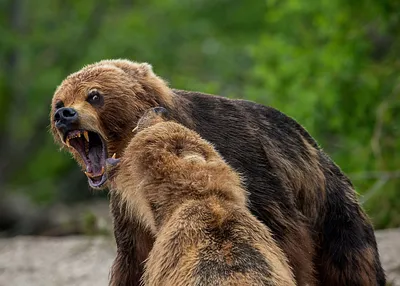Картинка разъяренного медведя - скачать png