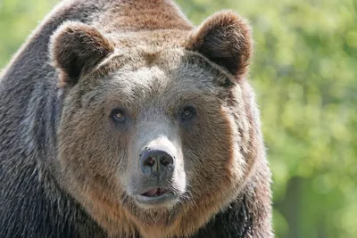 Разъяренный медведь в формате webp - скачать бесплатно