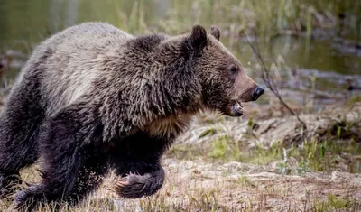 Изображение разъяренного медведя на черном фоне
