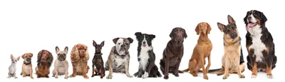 Различные породы собак фото фотографии