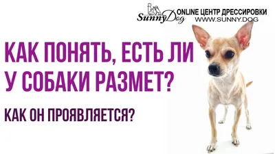Что такое размет... - Ветеринарный центр на Севастопольском | Facebook