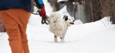 Размет у собак