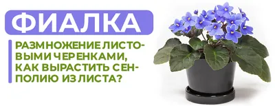 Бегонии из семян: выращивание в домашних условиях - \"Професійне насіння\"