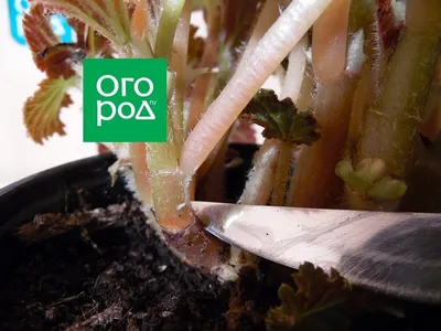 Фиалки размножение листовыми черенками: как вырастить сенполию из листа