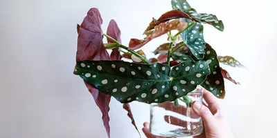 Бегония Элатиор - размножение листовыми черенками - Страница 2 - Форум  цветоводов Фрау Флора