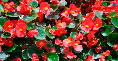 Бегония клубневая - Бегония - Красивоцветущие растения - Комнатные растения  - GreenInfo.ru